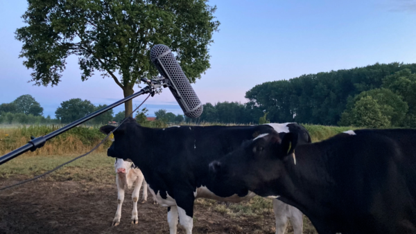 koeien, fullframe, boer, vee, behind the scenes, regenlaarzen, vitelco, veld met koeien en een microfoon