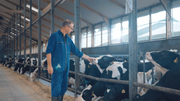 Vitelco - Traceable Leather Commercial || Full Frame - Creative Content Partner, boer in een blauwe overal in een stal met koeien